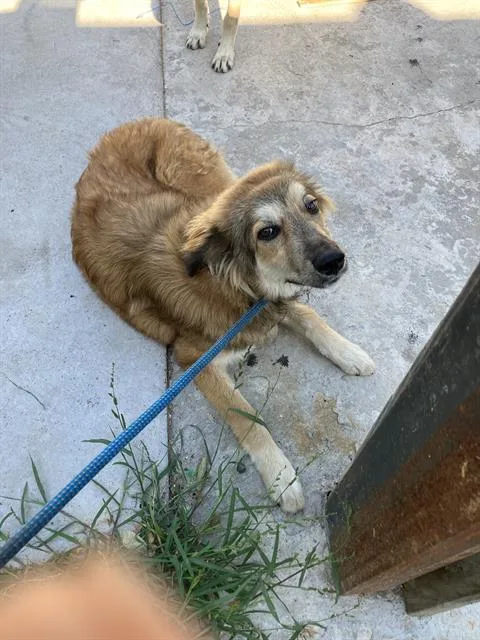 An adult large-sized female Mixed Breed dog named Fluffy for adoption in Dallas, TX
