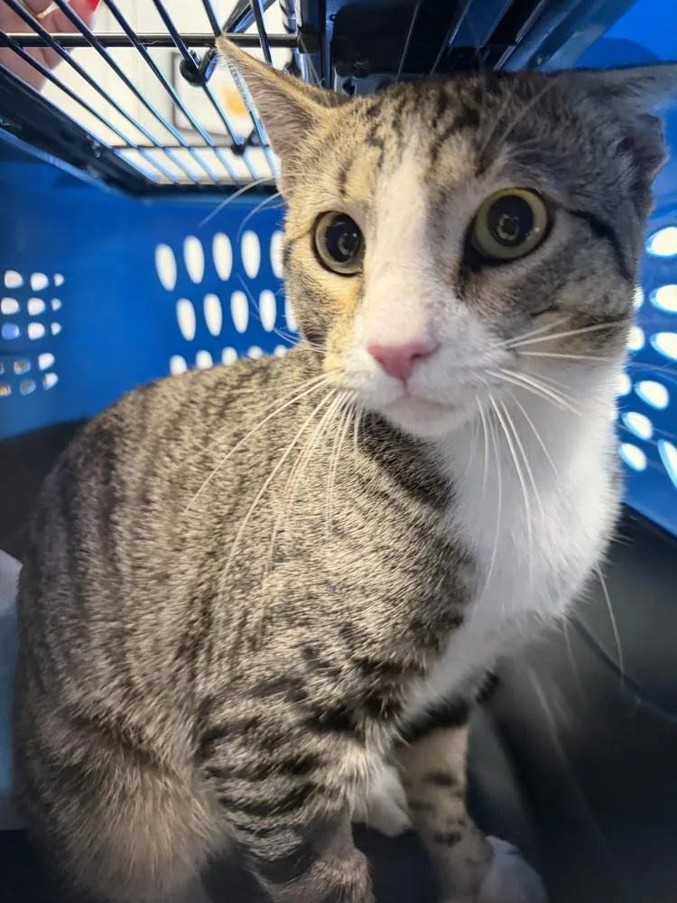 An adult medium-sized male Domestic Short Hair cat named Timmy for adoption in Ontario, CA
