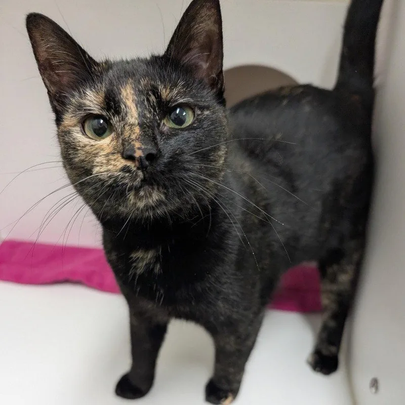 A young medium-sized female Domestic Short Hair cat named Miracle for adoption in New Castle, DE