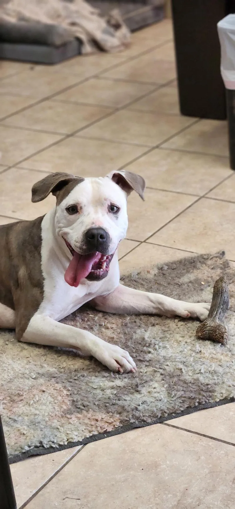 A young medium-sized female Pit Bull Terrier dog named Angel for adoption in Tracy City , TN