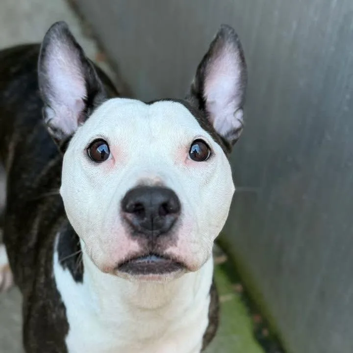A senior small-sized female Brindle Pit Bull Terrier dog named Salsa ~ Coming Soon!!! for adoption in Chicago, IL