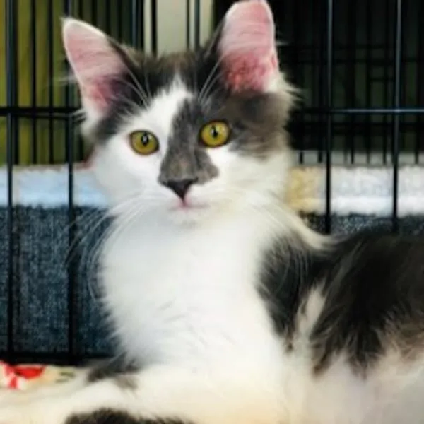 A baby small-sized male Domestic Short Hair cat named Elmer for adoption in Des Moines, IA