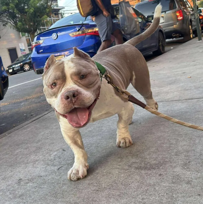 A senior large-sized male Mixed Breed dog named Ricotta for adoption in Long Island City, NY