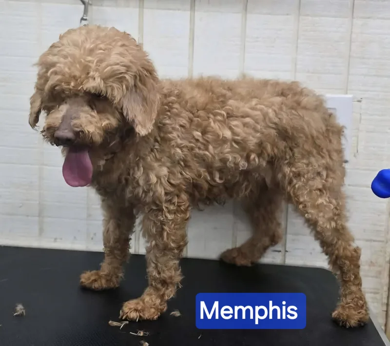 Memphis