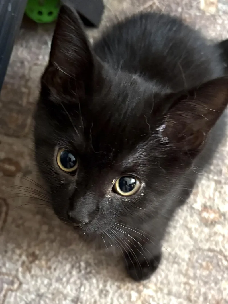 A baby small-sized male Black Domestic Short Hair cat named John for adoption in Belvidere, IL
