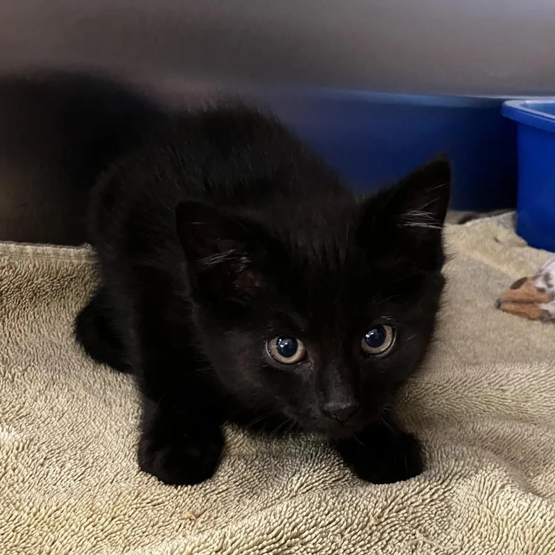 A baby small-sized male Black Domestic Short Hair cat named Egg for adoption in Newark, DE