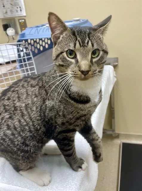 An adult large-sized male Brown / Chocolate Domestic Short Hair cat named Kelpie for adoption in Clyde, NC