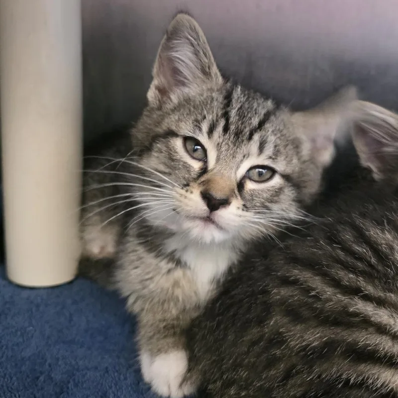 A baby small-sized female Black Domestic Short Hair cat named Molly for adoption in Fort Wayne, IN