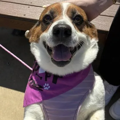 An adult medium-sized female Collie dog named Penni+ for adoption in Elk Grove Village, IL