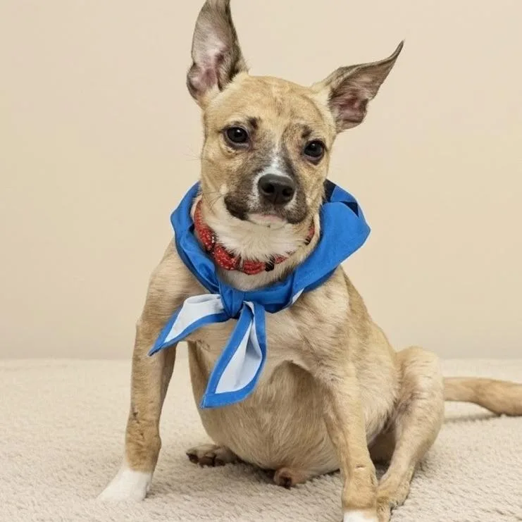 A senior small-sized male Brindle Chihuahua dog named Snoop for adoption in Shelby, NC