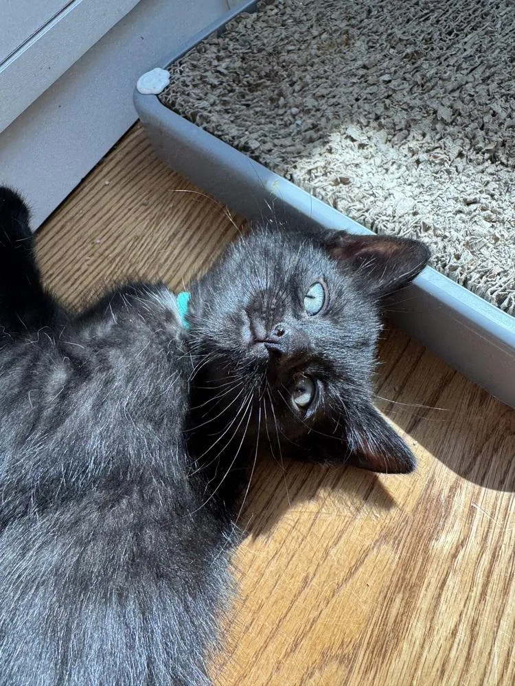 A baby small-sized male Domestic Short Hair cat named Runner for adoption in Chicago, IL