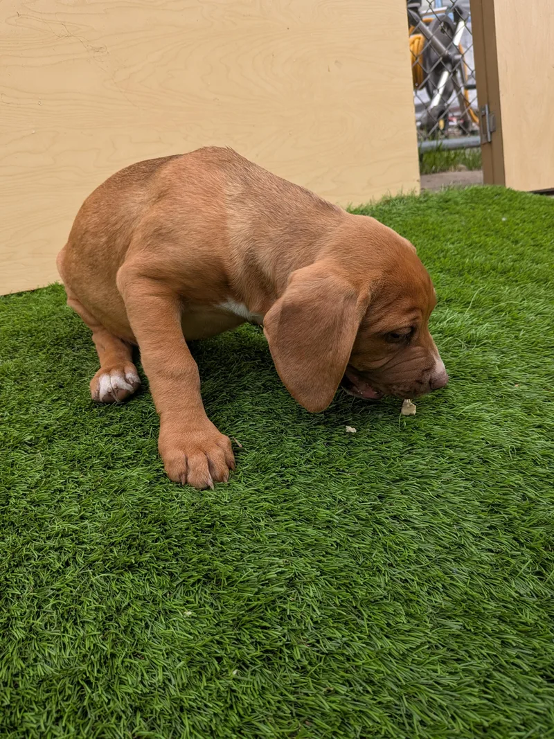 Nala