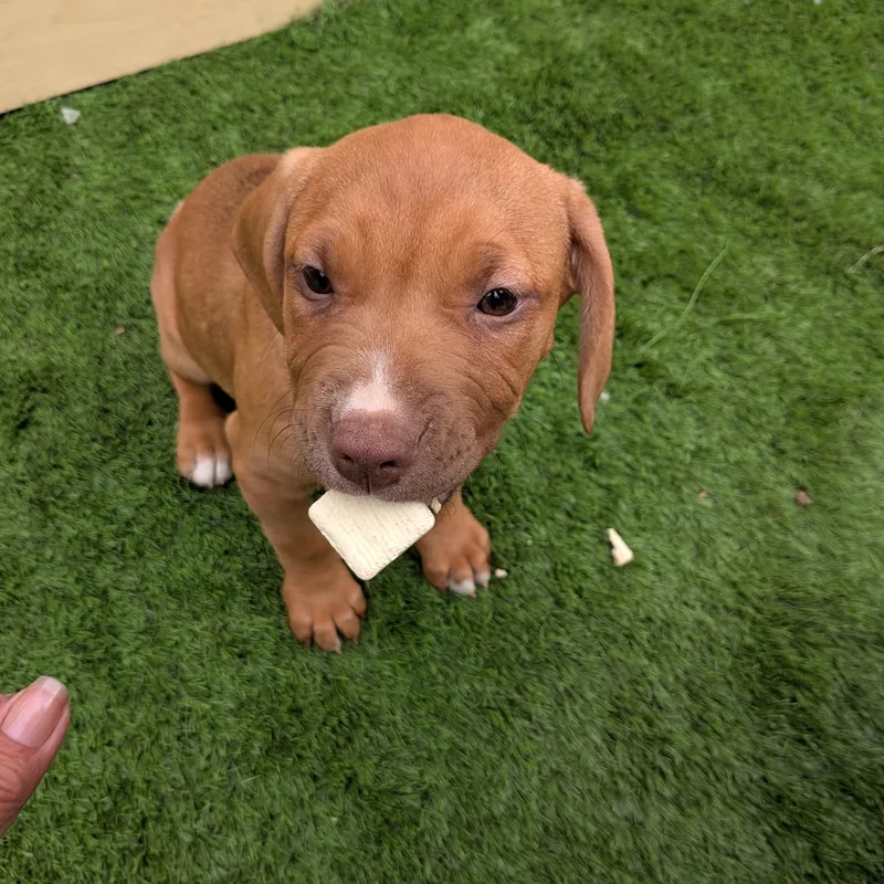 Nala thumbnail 4