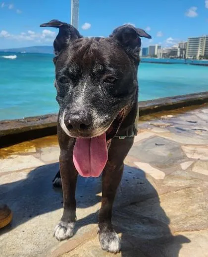 A senior large-sized male Terrier dog named Kane for adoption in Honolulu, HI