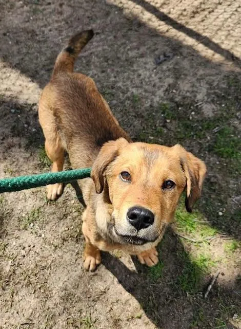 A young medium-sized male Tricolor (Brown, Black, & White) Hound dog named Trooper for adoption in Prudenville, MI