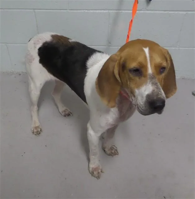 An adult medium-sized female Foxhound dog named Zara for adoption in Augusta, GA