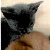 A baby small-sized male Gray / Blue / Silver Domestic Short Hair cat named Dezi for adoption in Houston, TX