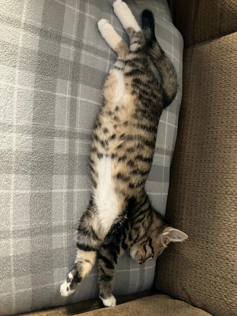 A young medium-sized female Tabby cat named Bobbie for adoption in Wheeling, IL