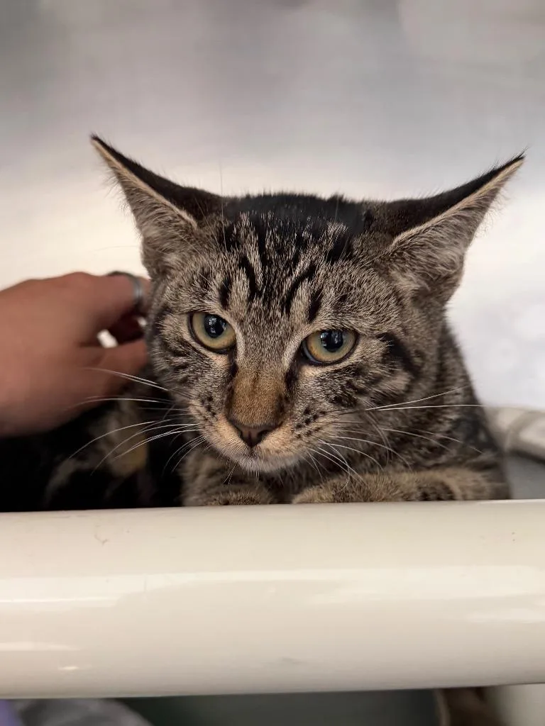 A baby medium-sized male Domestic Short Hair cat named Noah for adoption in Pomona, NY