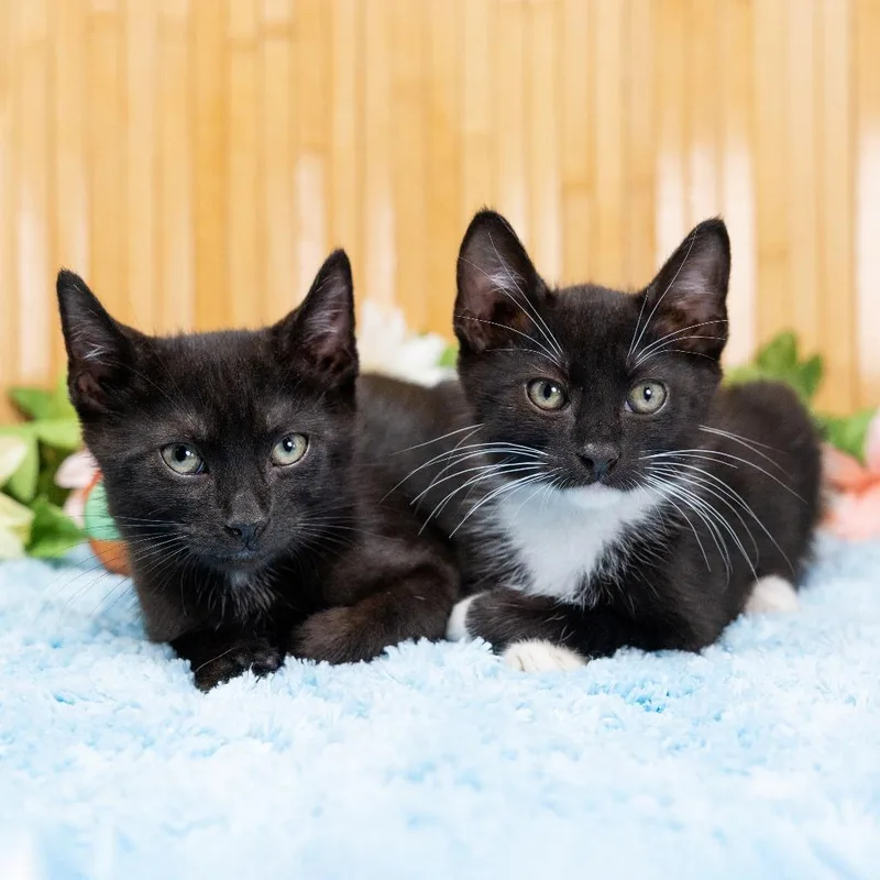 A baby small-sized male Black Domestic Short Hair cat named Inkwell for adoption in Durham, NC