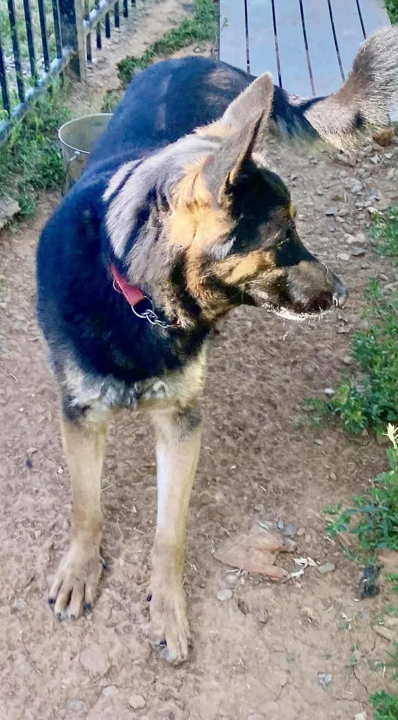 An adult large-sized male Tricolor (Brown, Black, & White) German Shepherd Dog dog named Rocky The Rockstar for adoption in Greeneville , TN
