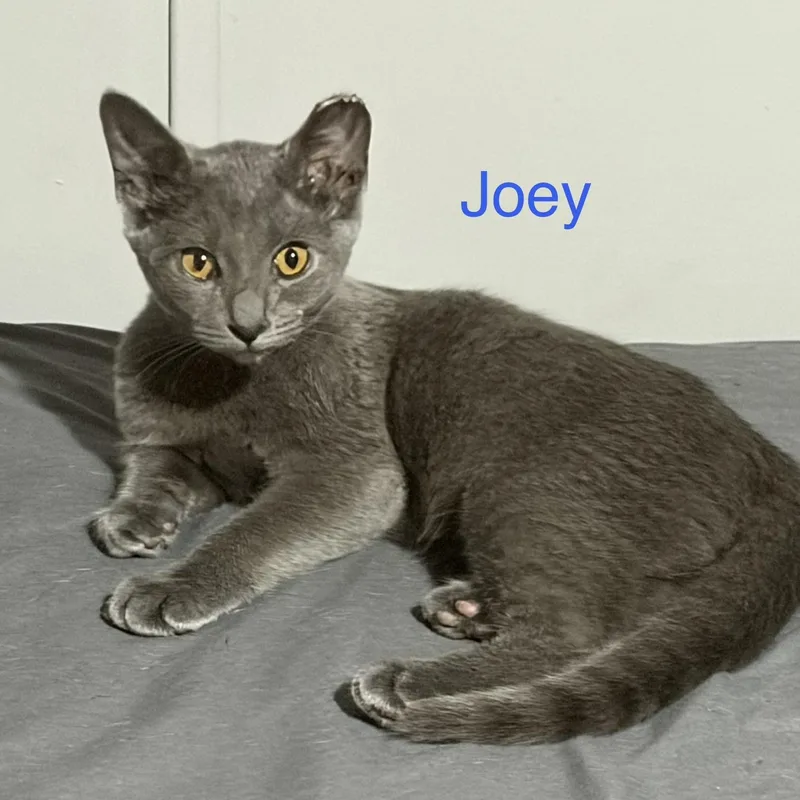 A baby small-sized male Gray / Blue / Silver Domestic Short Hair cat named Joey for adoption in Davisburg, MI