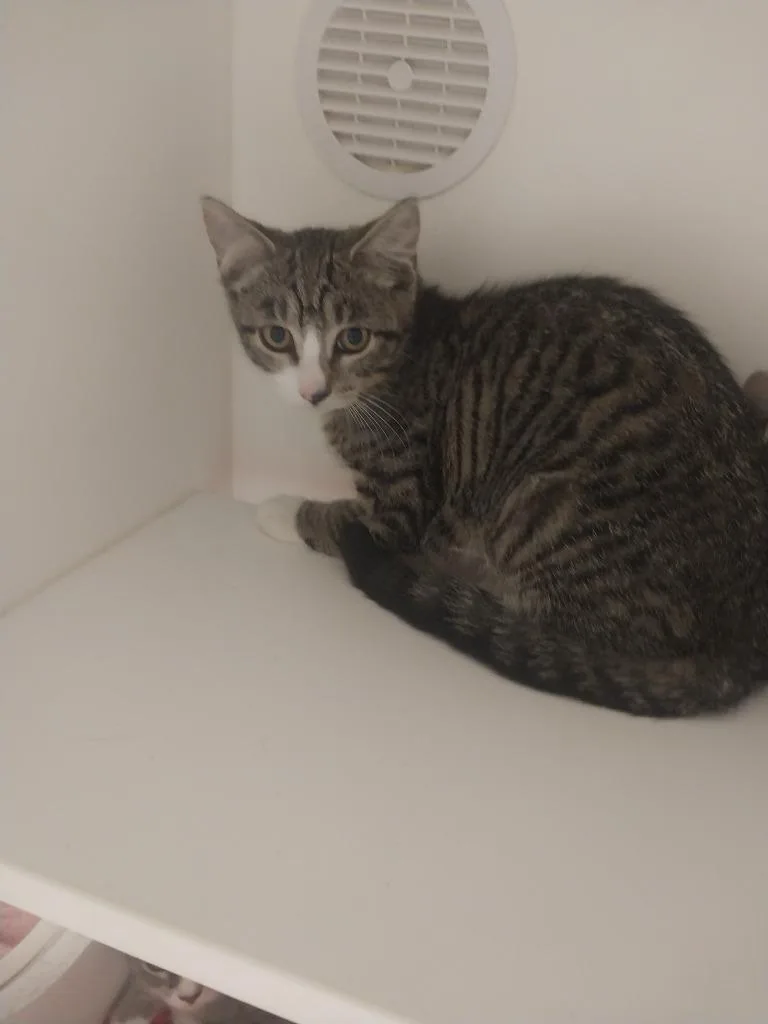 A baby small-sized male Domestic Short Hair cat named Banana for adoption in Oxford, NC