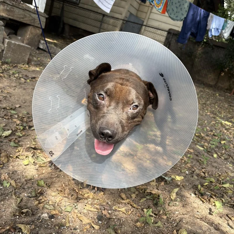 An adult medium-sized male Black Mixed Breed dog named Coal Mine for adoption in Columbus, GA