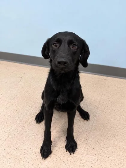 An adult medium-sized female Labrador Retriever dog named Gurl for adoption in Gulfport, MS