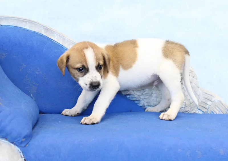 A baby large-sized male White / Cream German Shepherd Dog dog named Jasper for adoption in Simsbury, CT