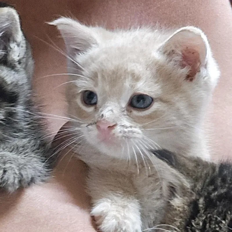 A baby large-sized male Buff / Tan / Fawn Domestic Short Hair cat named Peachy for adoption in Keokuk, IA