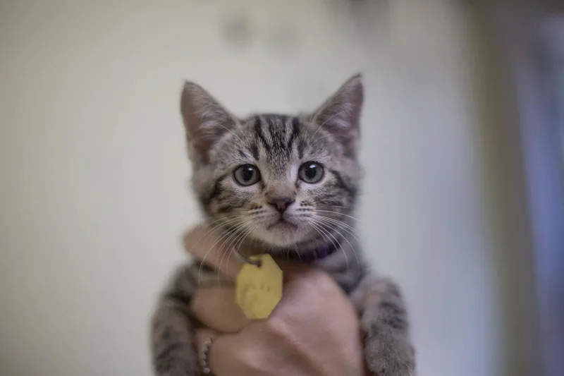 A baby small-sized female Domestic Short Hair cat named Hazel for adoption in Mountain Home, AR
