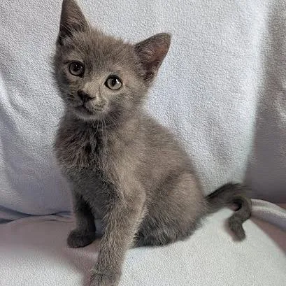 A baby small-sized male Gray / Blue / Silver Domestic Short Hair cat named Serrano for adoption in South Elgin, IL