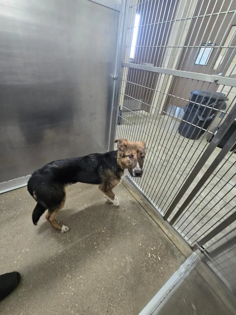 A baby medium-sized male German Shepherd Dog dog named Frank for adoption in Huntsville, TX