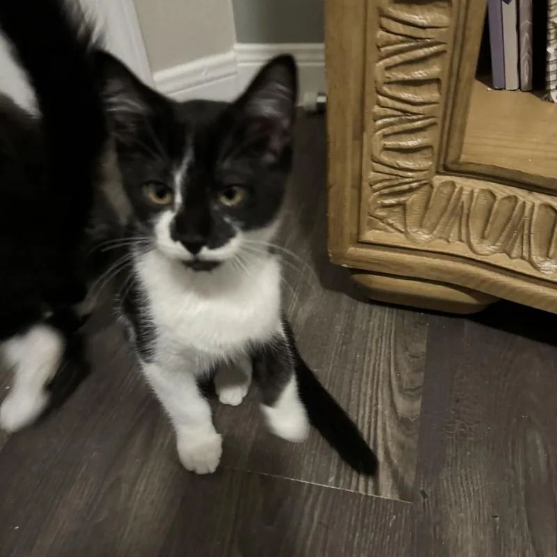 An adult small-sized female Black Domestic Short Hair cat named Moomoo for adoption in Rochester, MN