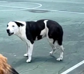 A young large-sized male American Staffordshire Terrier dog named Yurdi for adoption in San Antonio, TX
