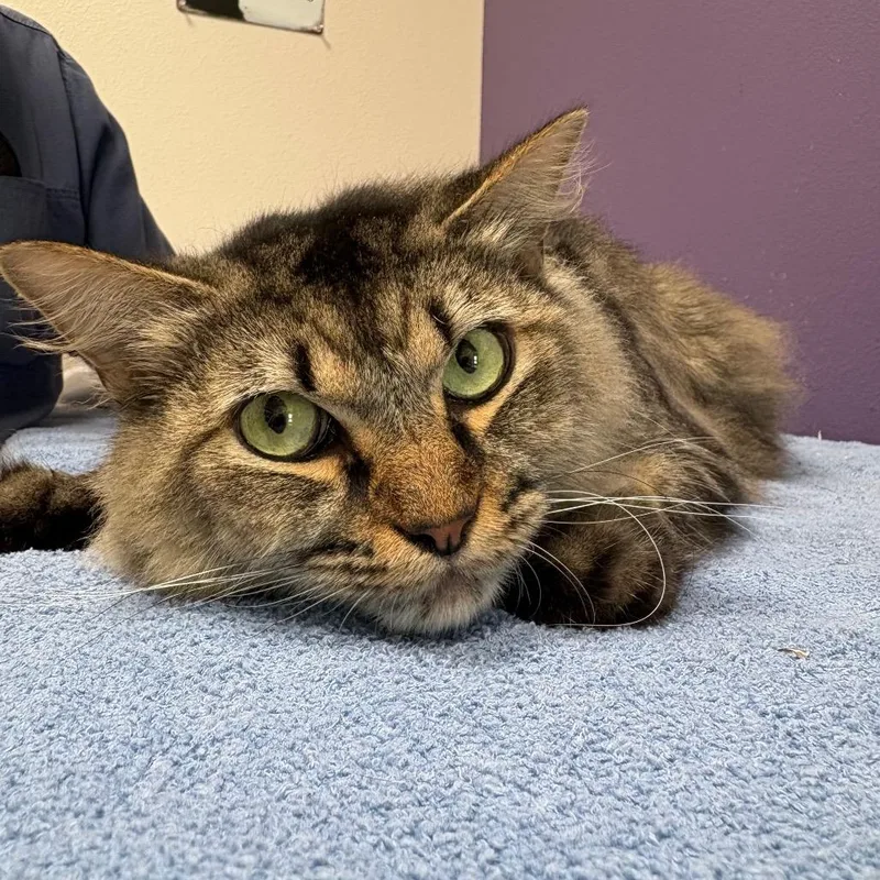An adult large-sized male Brown / Chocolate Domestic Medium Hair cat named Gus for adoption in Englewood, FL