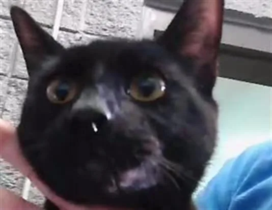 A young medium-sized male Domestic Short Hair cat named Meka for adoption in Tulsa, OK