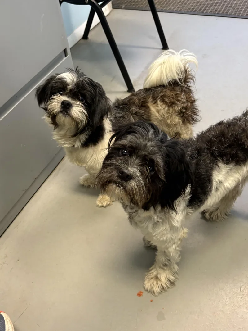 A young small-sized female Mixed Breed dog named Everest and Sassy for adoption in Big Rapids, MI