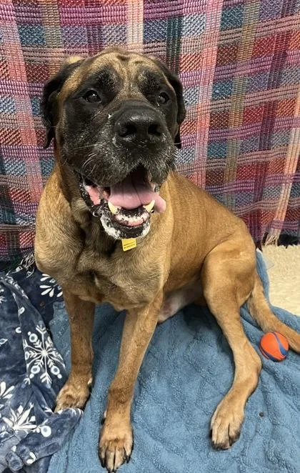 A senior extra large-sized male Black Mastiff dog named Henry for adoption in Hamilton, OH