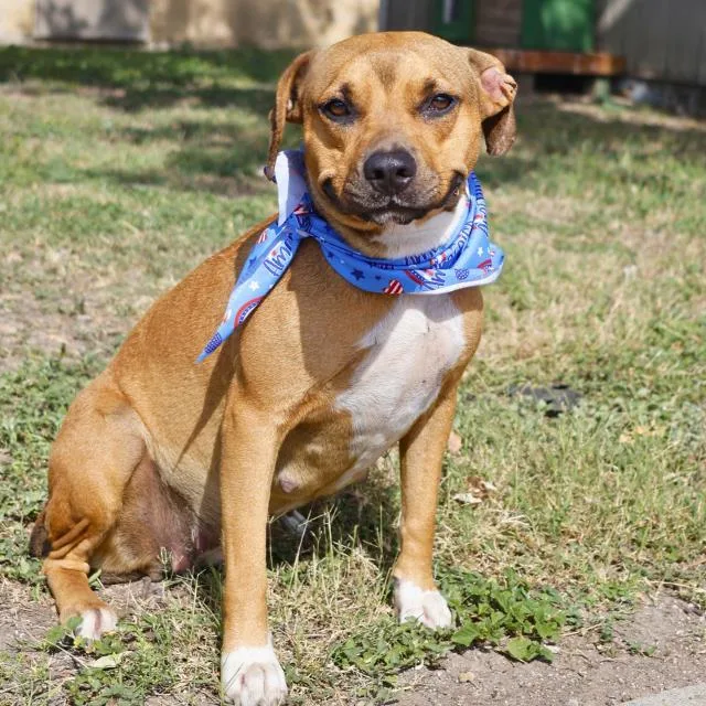 An adult medium-sized female Hound dog named Missy for adoption in San Antonio, TX
