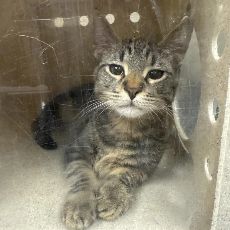 A young medium-sized male Domestic Short Hair cat named Josh for adoption in Reno, NV