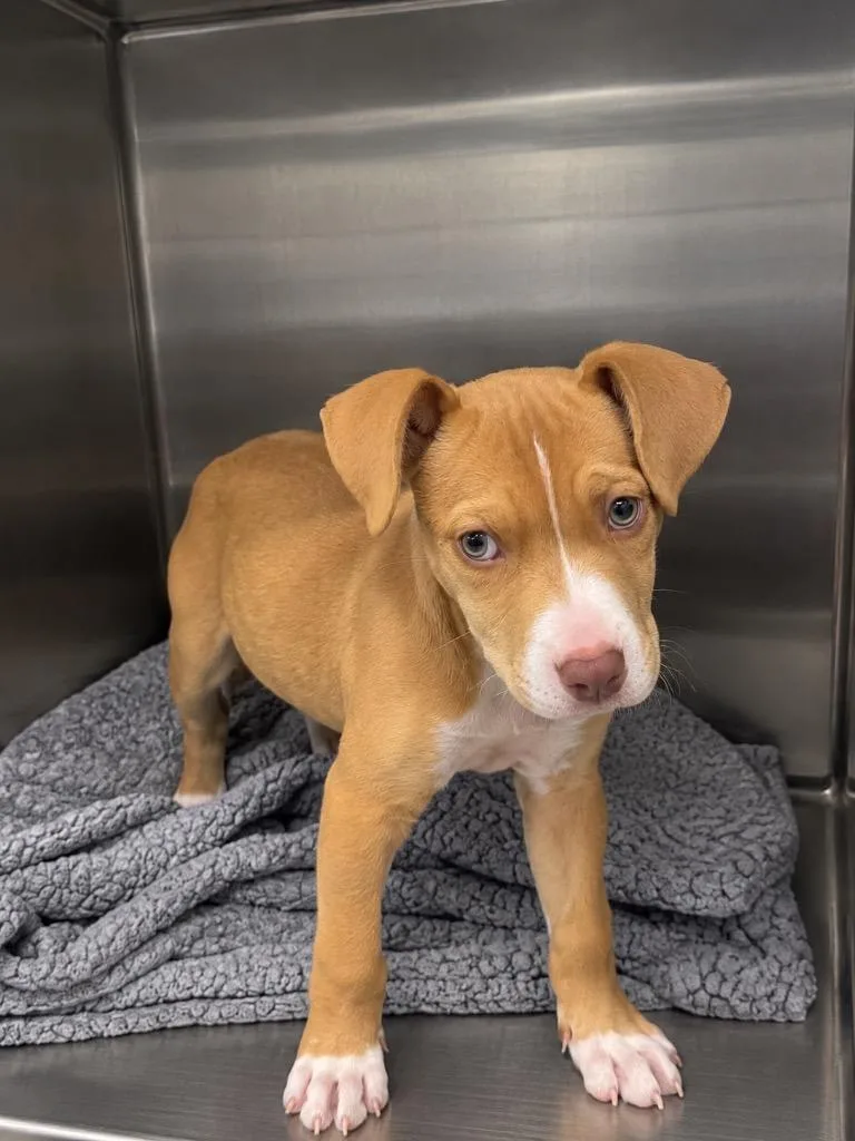 A baby small-sized female Pit Bull Terrier dog named Tessa for adoption in Clarksville, TN