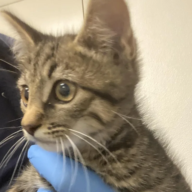 A baby small-sized male Brown / Chocolate Domestic Short Hair cat named Simon for adoption in Harrisonburg, VA