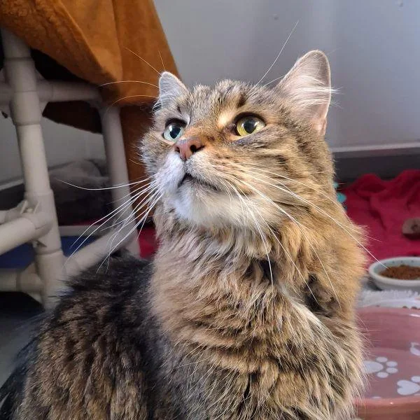 Dallas  Bonded Buddies thumbnail 2