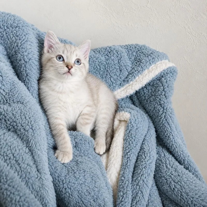 A baby small-sized female Gray & White Siamese cat named Major Melon for adoption in Homer Glen, IL
