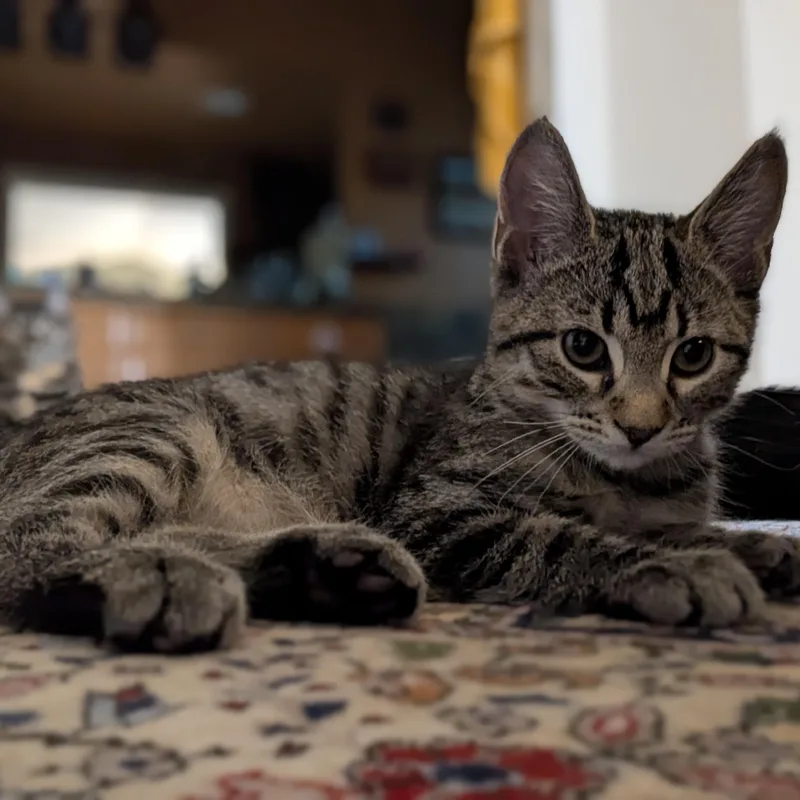 A baby medium-sized male Tabby (Brown / Chocolate) Domestic Short Hair cat named Leoo for adoption in Renton , WA