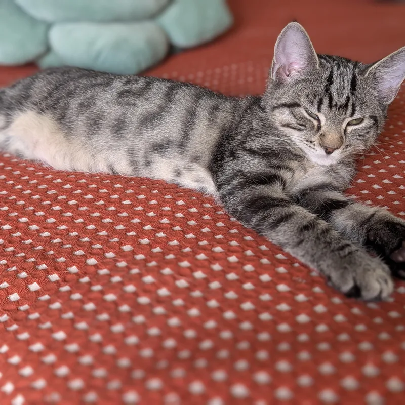 Leoo thumbnail 2