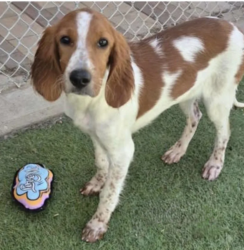 A young large-sized female Irish Setter dog named Caley for adoption in Denton, TX