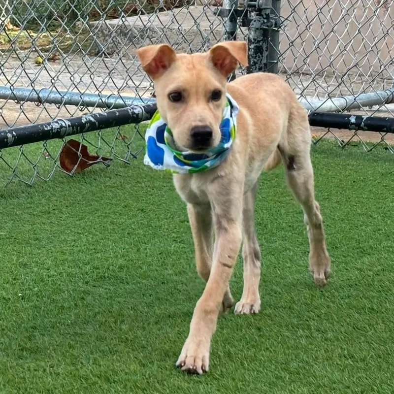 A baby medium-sized male Yellow Labrador Retriever dog named Guido for adoption in Humacao, PR